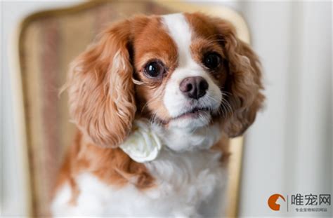 600元的可卡犬是真的吗-图1