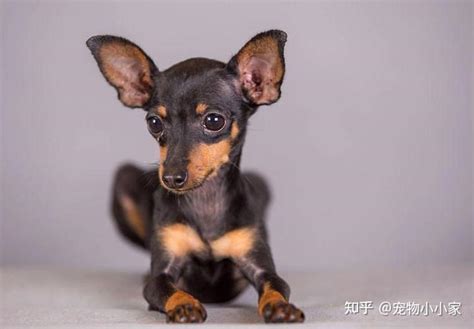 600元的小鹿犬是真的吗-图1