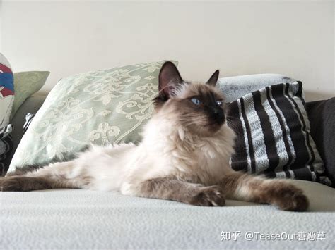 700元的巴厘猫是真的吗-图1