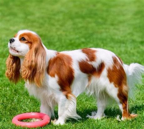 700元的查理王小猎犬是真的吗-图1