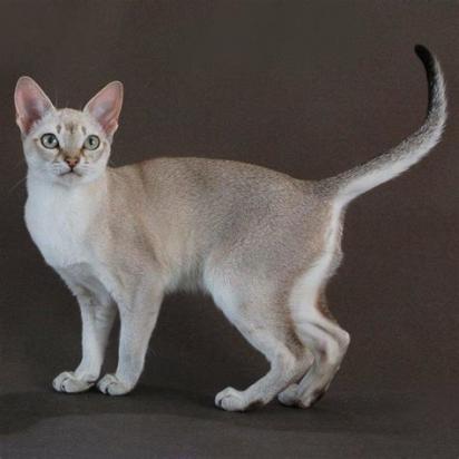 600元的新加坡猫是真的吗