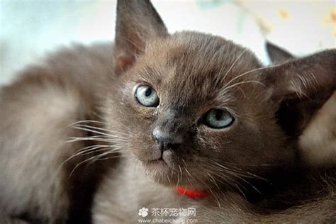 600元的缅甸猫是真的吗-图1