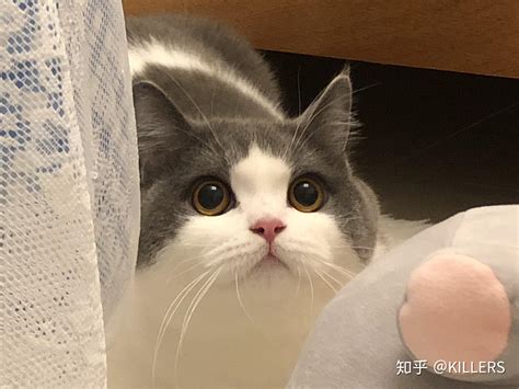 600元的英短蓝白是真的吗