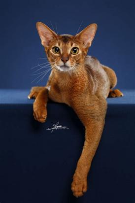 700元的阿比西尼亚猫是真的吗-图1