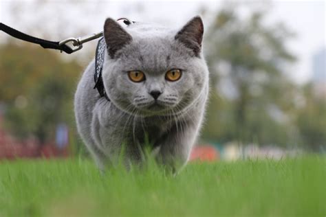 600元的英短蓝猫是真的吗-图1