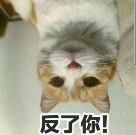 猫发了情不管可以吗-图1