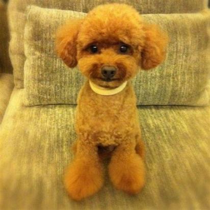 700元的贵宾犬是真的吗-图1