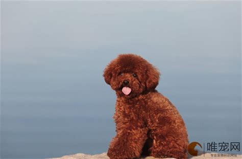 600元的贵宾犬是真的吗-图1