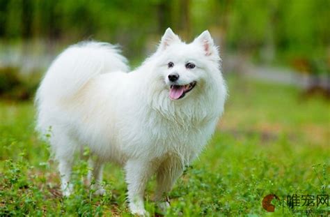600元的银狐犬是真的吗-图1
