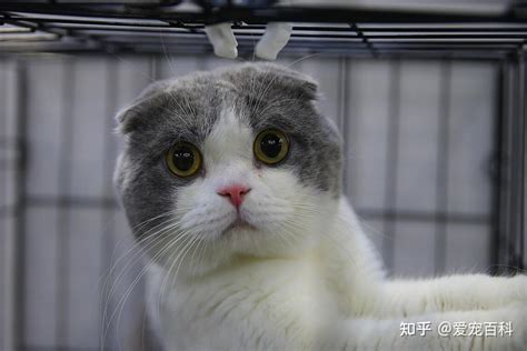折耳猫寿命一般多少年-图1