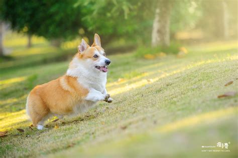 600元的柯基犬是真的吗-图1