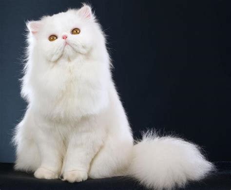 700元的波斯猫是真的吗-图1