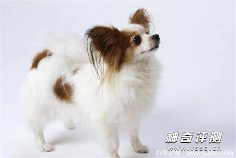 1000元的蝴蝶犬是真的吗-图1