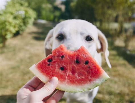 糖尿病狗狗能吃什么水果-图1