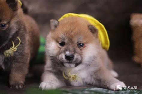 柴犬能吃哈密瓜吗-图1