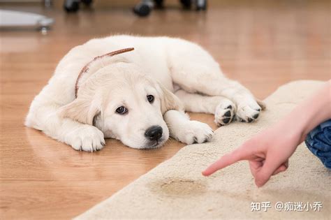 狗狗被惯坏了的表现