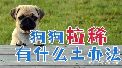 狗狗吃樱桃拉肚子怎么缓解-图1