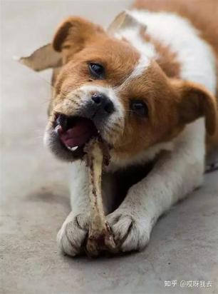 狗狗拉稀可以啃骨头吗-图1