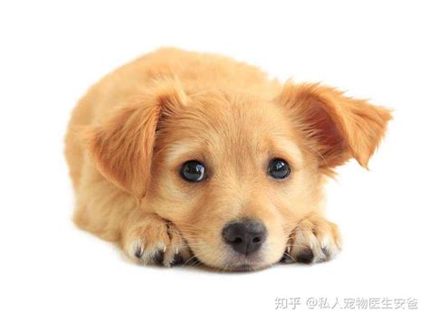 狗狗拉稀是生病了吗-图1