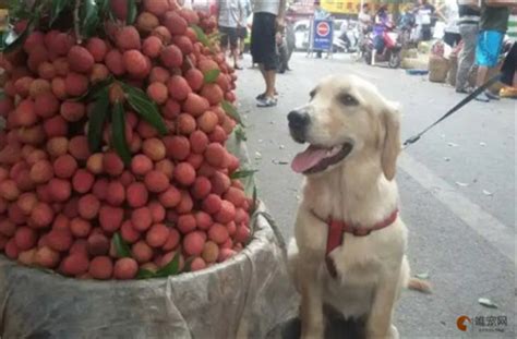 狗狗能吃荔枝吗-图1