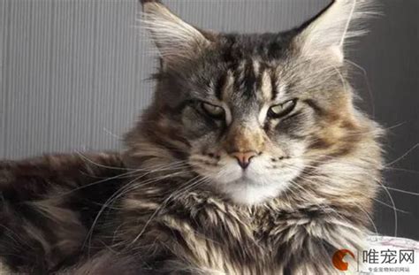 900元的缅因猫是真的吗-图1
