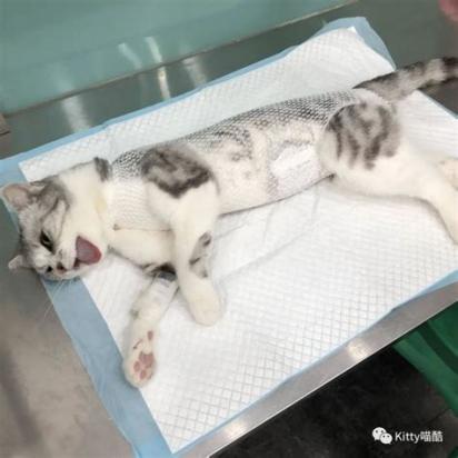 猫咪绝育的最佳时间-图1