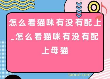 怎么判断猫咪配没配上-图1