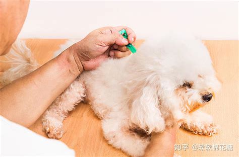 狗狗出现什么症状说明要生了-图1
