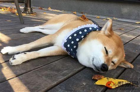 小狗能吃枇杷吗