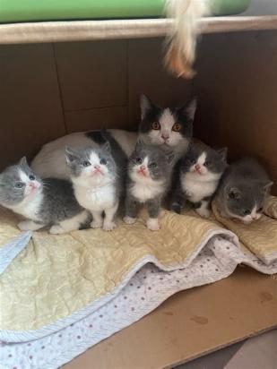母猫一年生几窝小猫
