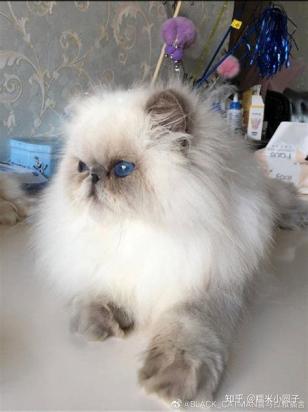 900元的喜马拉雅猫是真的吗-图1