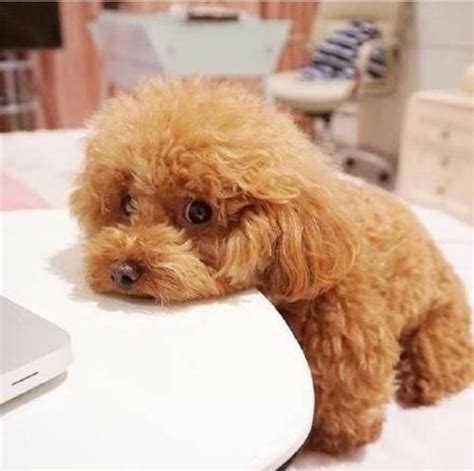 狗几个月吃水果比较好-图1