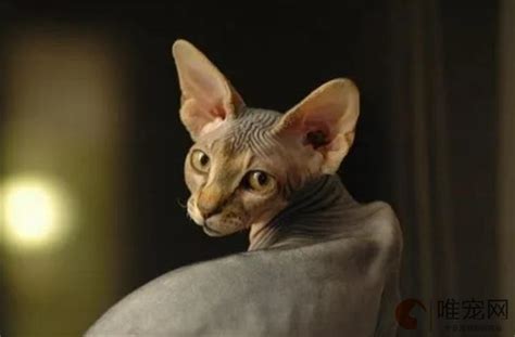900元的斯芬克斯猫是真的吗-图1