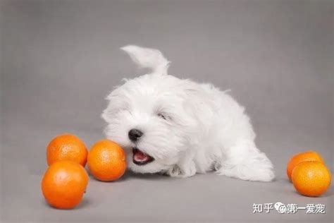 狗狗能吃橘子不-图1