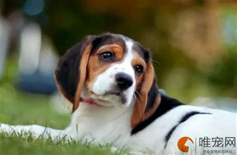 狗狗拉喷射状黄水腥臭怎么回事-图1
