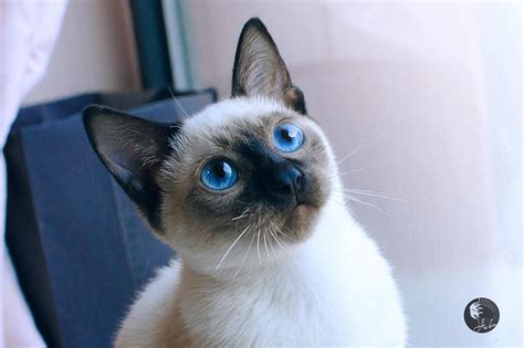 900块能买到真的暹罗猫吗？值得买吗？-1