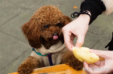 狗狗为什么不能吃苹果核-图1