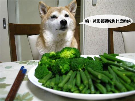 狗狗不能吃的蔬菜有哪些