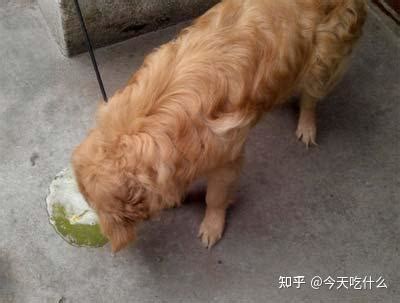 狗狗拉黄水一般几天恢复-图1