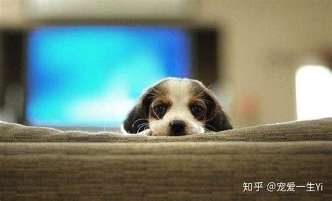 狗狗拉稀能自愈吗-图1