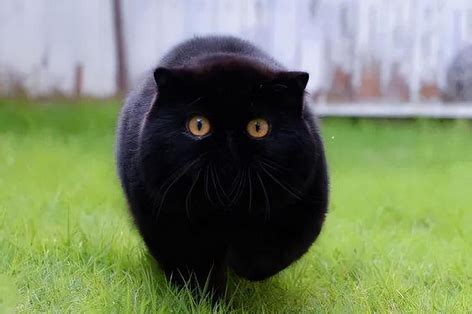 黑猫从面前跑过代表什么