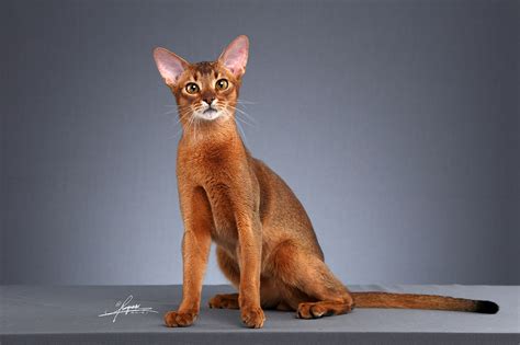 5000元的阿比西尼亚猫是真的吗