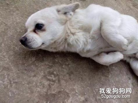 狗狗抽筋的症状有哪些