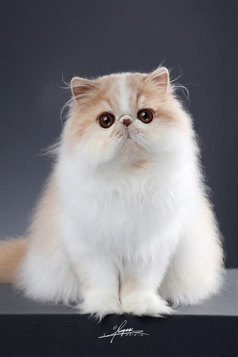 5000元的波斯猫是真的吗