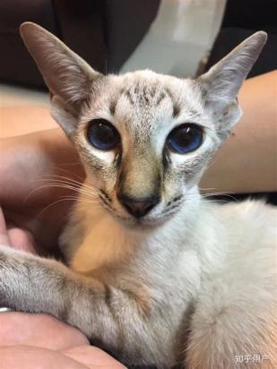 5000元的东方短毛猫是真的吗-图1